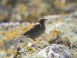 The rock pipit is a large stocky pipit, larger than a meadow pipit and smaller than a starling. It is streaky olive-brown above and dirty white underneath with dark streaking. It breeds around the coast where there are rocky beaches, and most of the birds that breed in the UK are residents.
